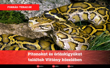 Pitonokat és óriáskígyókat találtak Vittény közelében