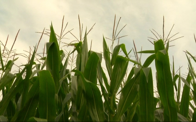 NASA: A klímaváltozás tíz éven belül komoly hatással lehet a kukoricatermesztésre