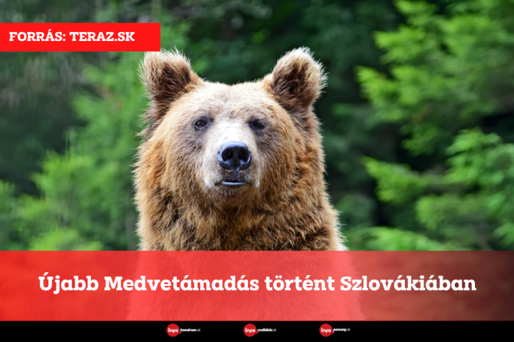 Újabb Medvetámadás történt Szlovákiában