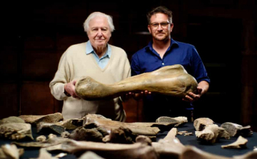 Mamutleletekre és neandervölgyi eszközökre bukkantak