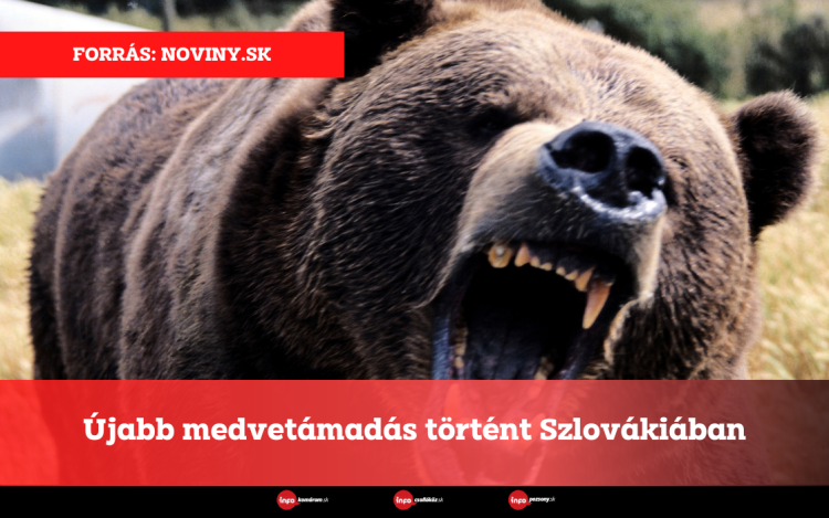 Újabb medvetámadás történt Szlovákiában