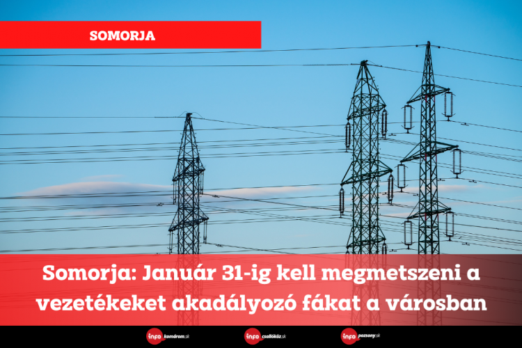 Somorja: Január 31-ig kell megmetszeni a vezetékeket akadályozó fákat a városban
