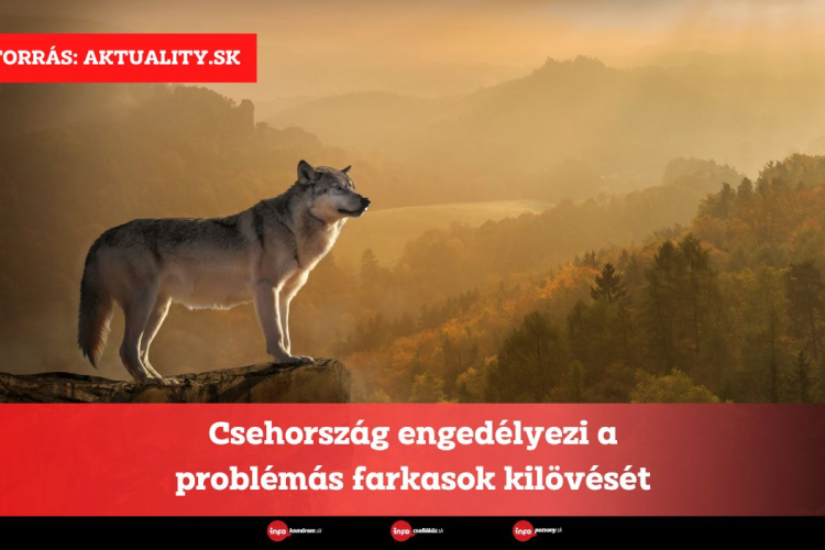 Csehország engedélyezi a problémás farkasok kilövését