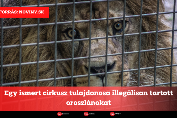 Egy ismert cirkusz tulajdonosa illegálisan tartott oroszlánokat
