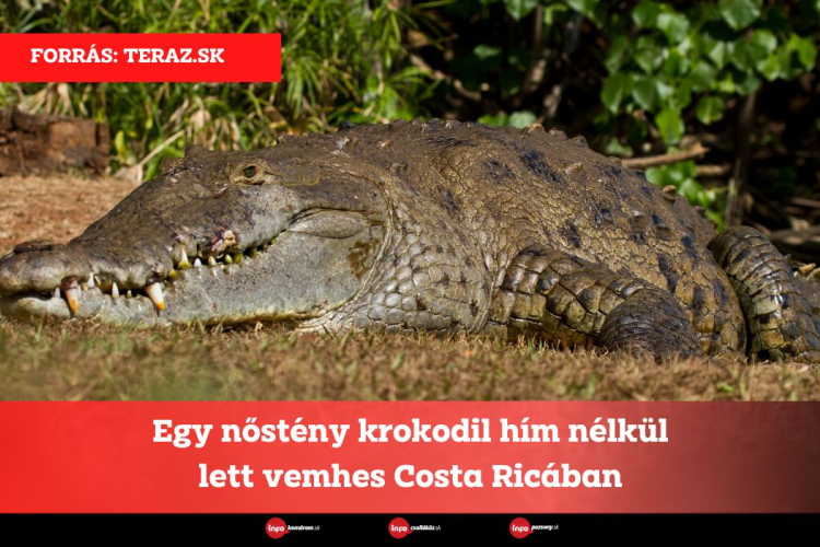 Egy nőstény krokodil hím nélkül lett vemhes Costa Ricában