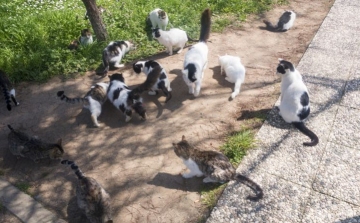 Macskák százai kóborolnak Pozsonyban: kezelni és ivartalanítani kellett őket 