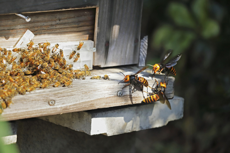 Ázsiai lódarazsak pusztítják a közönséges méheket