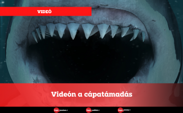 Videón a cápatámadás