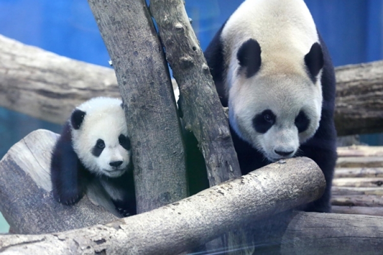 Cukiság: Bemutatkozott a második Tajvanon született pandabocs is