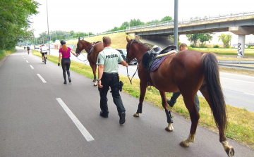 Jókor jó helyen: elszabadult lovakat fogott a rendőrség