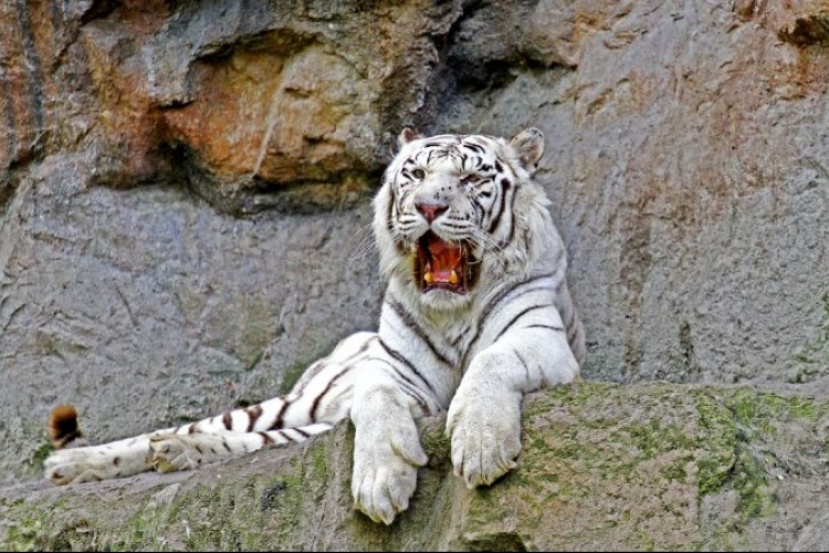 Elpusztult Achilles, a Pozsonyi Állatkert tigrise