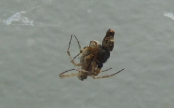 Érdekes, párosodás utáni  túlélési trükköt fedeztek fel egy pókfajnál