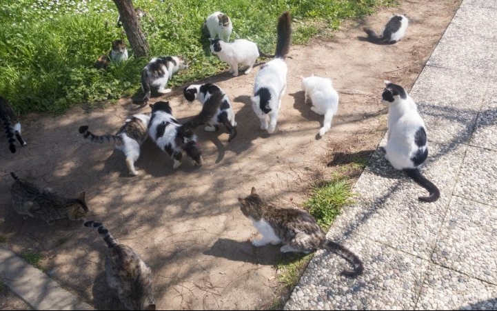 Macskák százai kóborolnak Pozsonyban: kezelni és ivartalanítani kellett őket 