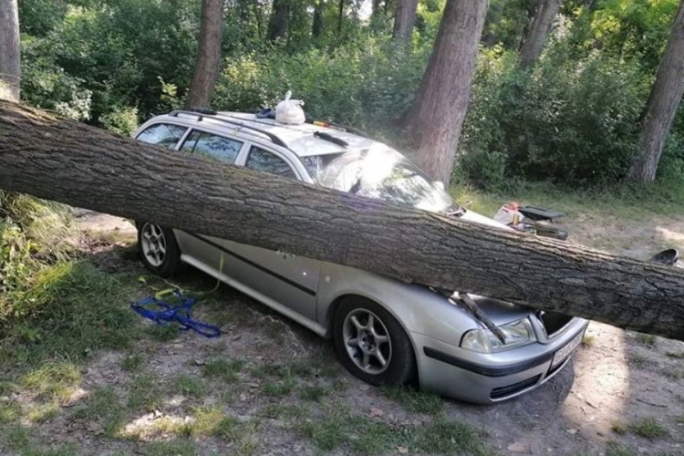 Ezért ne parkoljon fák alatt