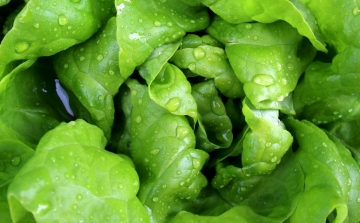 Úgy tűnik, képtelenség lemosni a salátáról a szalmonella baktériumot
