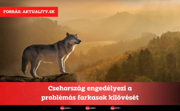 Csehország engedélyezi a problémás farkasok kilövését