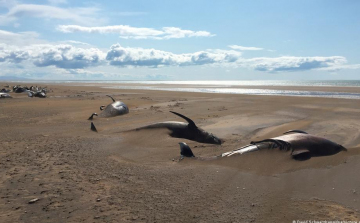 Izland: 50 eltévedt delfin pusztult el a sekély vízben