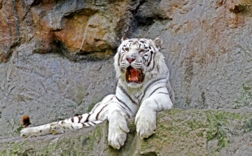 Elpusztult Achilles, a Pozsonyi Állatkert tigrise