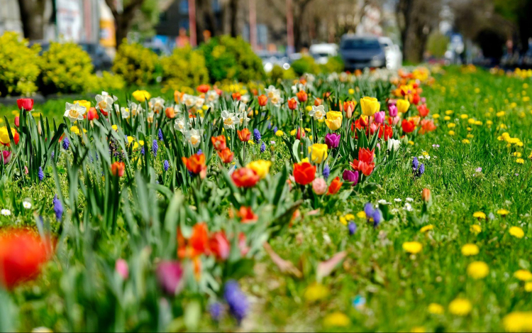 Pozsony: Az Óvárosban 29.000 tulipánt és nárciszt ültettek ki 