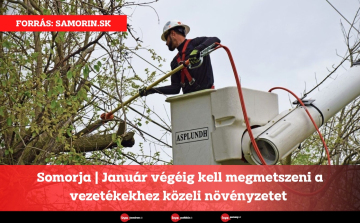 Somorja | Január végéig kell megmetszeni a vezetékekhez közeli növényzetet 