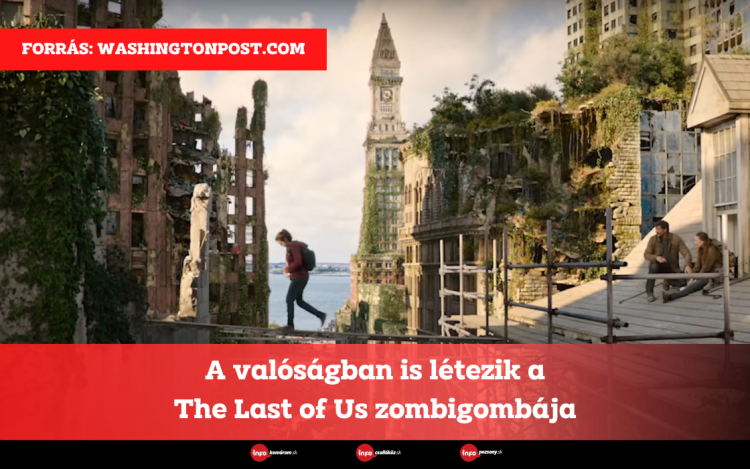 A valóságban is létezik a The Last of Us zombigombája