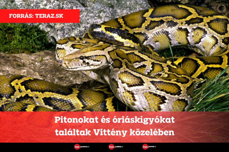Pitonokat és óriáskígyókat találtak Vittény közelében