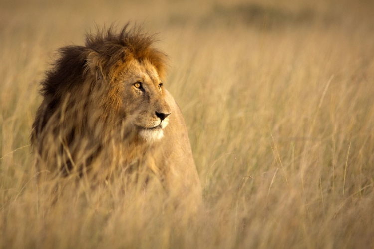 Három gyerek esett áldozatul az oroszlántámadásnak 