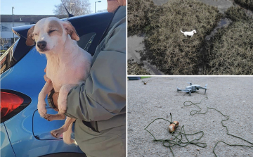 VIDEÓ: Egy drónra szerelt kolbász mentette meg a kutyus életét
