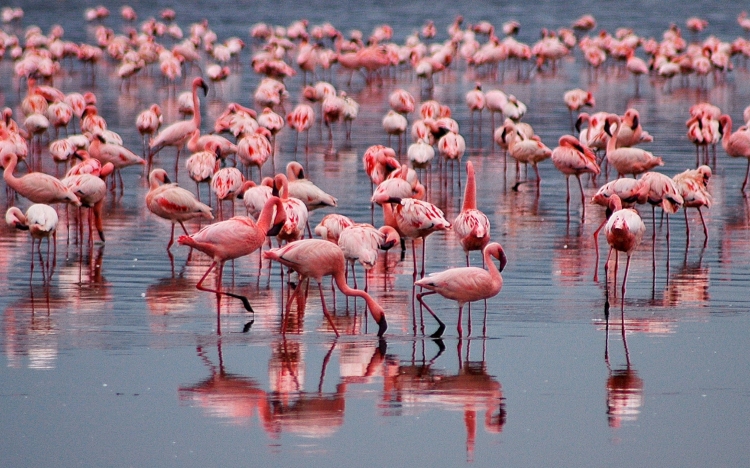 A legrózsaszínebb flamingók a legagresszívabbak is egyben