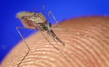 Biológiai eljárással irtják a szúnyogokat Komáromban